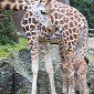 Belfast Zoo Welcomes Adorable Baby Giraffe