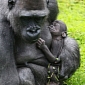 Belfast Zoo Welcomes “Miracle” Baby Gorilla