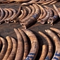 Belgium Will Destroy Its Ivory Stockpile This Coming April