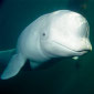 Beluga Whale Classified as Endangered