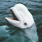 Beluga Whale Learns to Mimic Human Speech