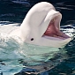 Beluga Whale Living at SeaWorld San Antonio Dies