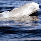Beluga Whales Threatened by Blocks of Ice