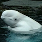 Beluga Whales at Japan Aquarium Have Taken Up Painting