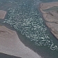 Belugas Gather by the Hundreds in the Waters near Canada's Somerset Island