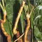Benefits from Horseradish