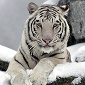 Bengal Tigers on Your Desktop with a Free Windows Theme