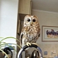 Bertie the Owl Is Utterly Terrified of Going Outside the House
