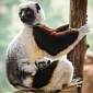 Big-Eyed Baby Sifaka at Saint Louis Zoo Looks Everlastingly Surprised
