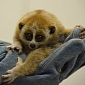 Big-Eyed Pygmy Slow Loris Born at Akron Zoo in Ohio