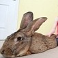 Biggest Bunny in the World Weighs 49 Pounds (22.2 Kg) and Devours 4,000 Carrots a Year