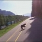 Biker Crashes into Bear in Canada – Video