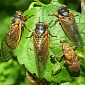 Billions of Cicadas Will Swarm the US East Coast This Spring