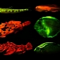 Biofluorescence Widely Spread Among Marine Species