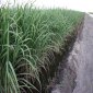 Biofuel Needs Alternative Biomass Source