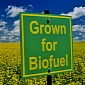 Biofuels Could Harm the Environment More than Fossil Fuels