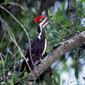 Biologists Challenge Alleged Woodpecker Sighting