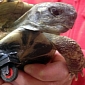 Bionic Tortoise: Reptile Loses Leg, Gets Lego Wheel Instead
