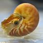 Birch Aquarium Welcomes Baby Nautilus