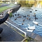 Bird Feeding Soon-to-Be Banned in Stoke City Park