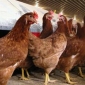 Bird Flu Deaths Raise to 107