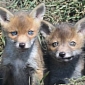 Bird Reserve Now Home to Three Fox Cubs