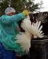 Bird Flu Spreads Further Throughout Europe