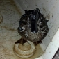 Birds Drenched in Oil Start Showing Up in Arkansas