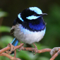 Birds Learn Alarm Signals from Other Species