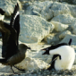 Birds and Parasites Locked in 'Evolutionary Battle'