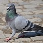 Birth Control for Birds: Pigeons in Wooster, US, to Be Put on the Pill
