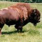 Bison Hunters Were More Advanced Than Previously Thought
