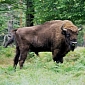 Bison Roam Germany for the First Time in over 300 Years