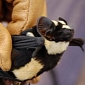 Bizarre Bat That Looks Like a Panda Discovered in South Sudan