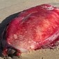 Bizarre Blob-like Creature Washes Ashore in Australia