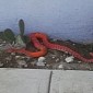 Bizarre-Looking Pink Snake Found Near Construction Site in Utah, US