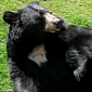 Black Bears Are Making a Comeback in Nevada, Study Finds