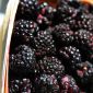 Black Raspberries Against Colon Cancer