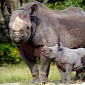 Black Rhino Calf Born at Zoo Atlanta for the First Time in the Facility's History