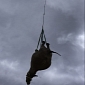 Black Rhino Goes Looking for Love by Helicopter