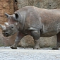Black Rhinos Are Being Moved to a Safer Home
