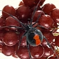 Black Widow Spiders Found In Supermarket Grapes