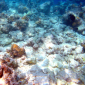 Bleaching Coral Reefs Affect Fish Populations