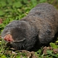 Blind Mole-Rats Are Resistant to Cancer, Researchers Learn