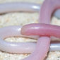 Blind Snakes Navigated the World on Tectonic Plates