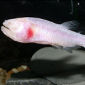 Blind, Underground Brazilian Fish Rediscovered