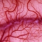 Blood Vessel Cells Injections Could Help Damaged Organs Regenerate
