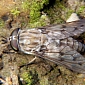Bloodsucking Flies Help Researchers Track Down Endangered Species
