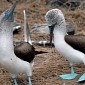 Blue-Footed Boobies Found to Be on the Decline in the Galápagos