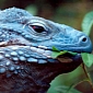 Blue Iguanas Now Found to Be Making a Comeback
